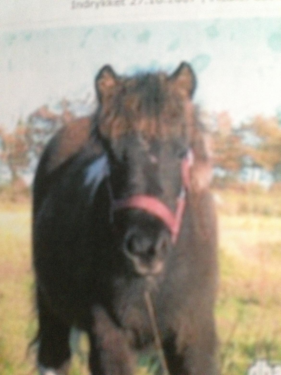 Anden særlig race Hestelunds Sokki - Lille søde Sokki som føl NNNNNNNNNNNNNNNUUUUUUUUUUUU billede 3