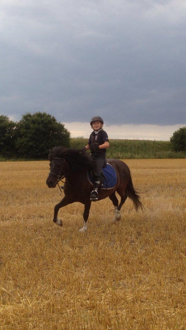 Anden særlig race Hestelunds Sokki - Sokki og mig på mark tur jjeess  billede 4