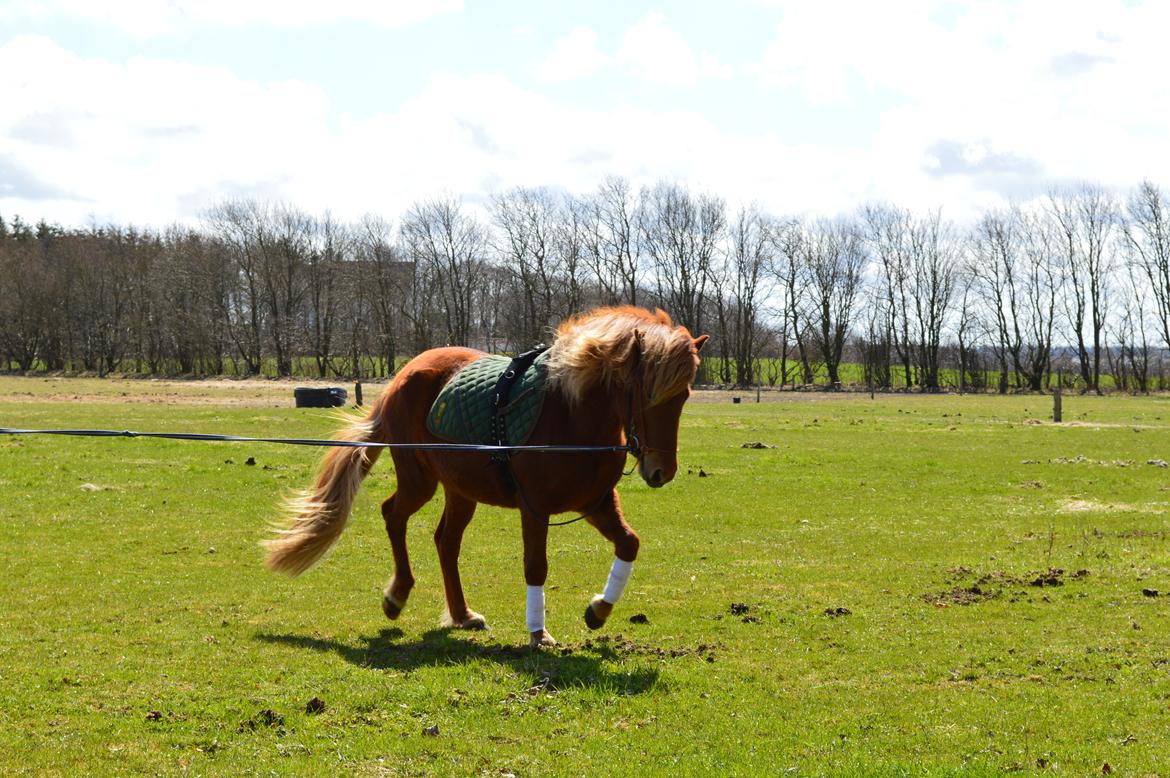 Islænder Gudrun fra Lyskjær billede 18