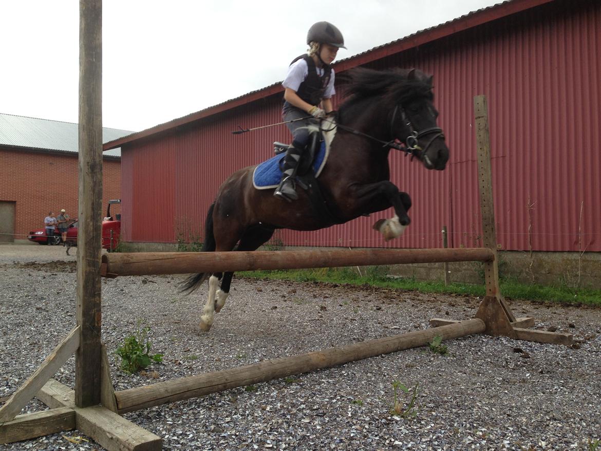 Anden særlig race Hestelunds Sokki - Sokki og mig springer billede 5