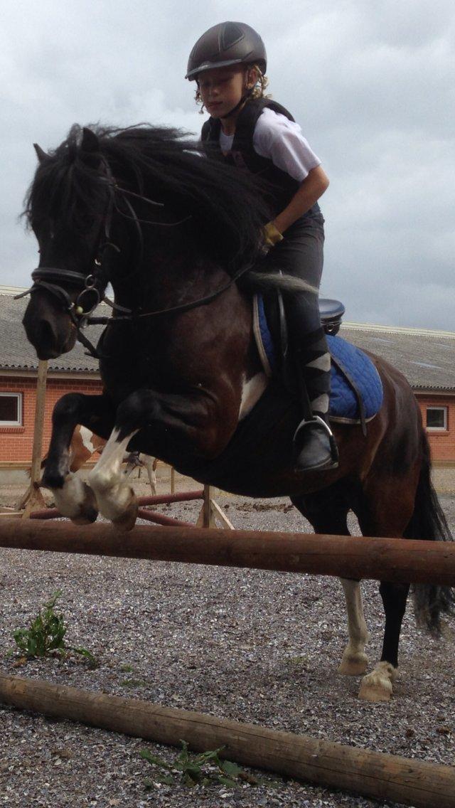 Anden særlig race Hestelunds Sokki - Springer 50 cm på Sokki billede 6