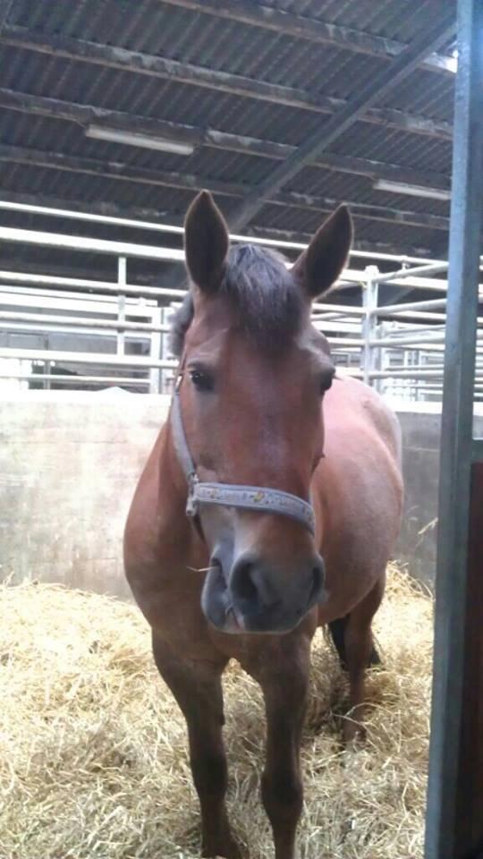 Anden særlig race Blisser billede 12