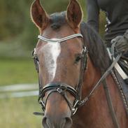 New Forest Elmholts Filicia