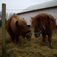 Shetlænder Mike Tyson