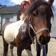 Shetlænder Ambassador (Basse) *himmelhest*