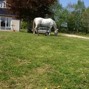 Dansk Varmblod Safir (safran)