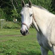 Dansk Varmblod Safir (safran)