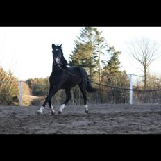 Oldenborg Jorndal´s Baresso
