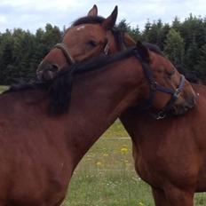 Holstener Don Vito *tidligere hest*