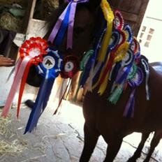 Anden særlig race Joker