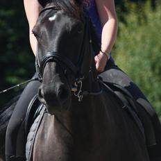 Anden særlig race Miro