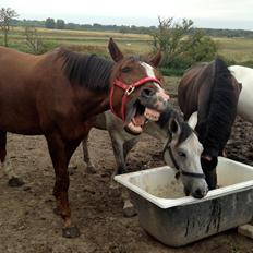 Hannoveraner winzerkind