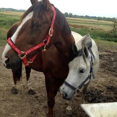 Hannoveraner winzerkind