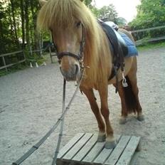 Islænder R.I.P Lilja