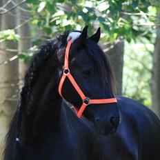 Frieser Jisk fan è Drifte