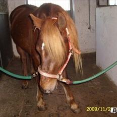 Welsh Cob (sec D) Reballes Gardnia