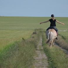 Fjordhest Maja (lille frk. Tut) himmelhest