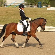 Welsh Mountain (sec A) Springbourne Huckleberry (Hugo) A-pony