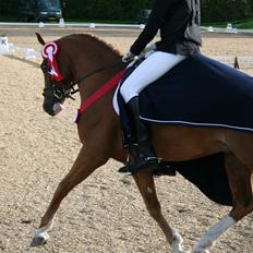 DSP Red Rebel Vrå (Rolf)