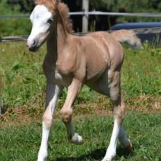 Welsh Mountain (sec A) Rø's Johnny Deluxe