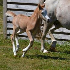 Welsh Mountain (sec A) Rø's Johnny Deluxe