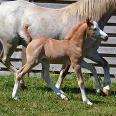 Welsh Mountain (sec A) Rø's Johnny Deluxe