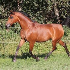 Arabisk fuldblod (OX) Loráng