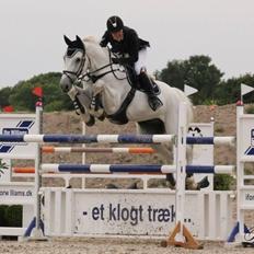 Dansk Varmblod NICE FELLOW