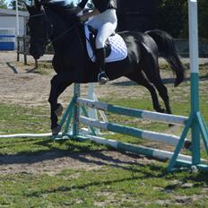 Anden særlig race zorro <3 prinsen <3