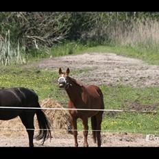 Dansk Varmblod Askemosens Marsia