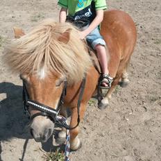 Shetlænder Superman