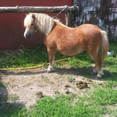 Shetlænder Superman