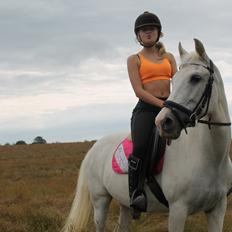 Pinto Araber Charming Lady