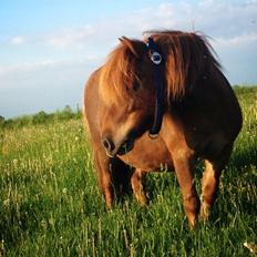 Shetlænder Sofus