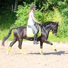 Dartmoor Bastian (basse)