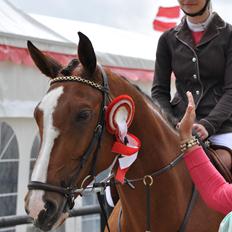 Dansk Varmblod Wilma