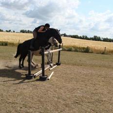 Anden særlig race Ydun