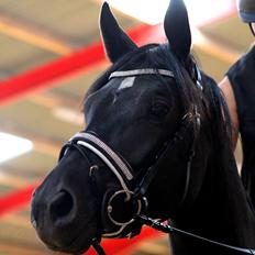 Trakehner Felippa *Prinsessen*