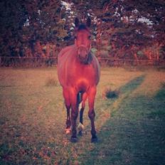 Anden særlig race Nikita   *TUTTE*   >>VBH<<