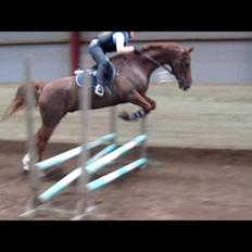 Dansk Varmblod Asterix