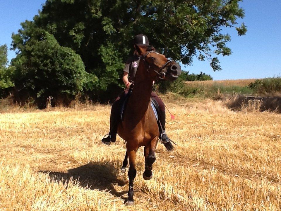 Connemara Disneys Fedtmule billede 16