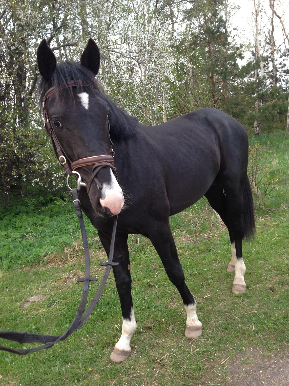 Oldenborg Jorndal´s Baresso billede 6