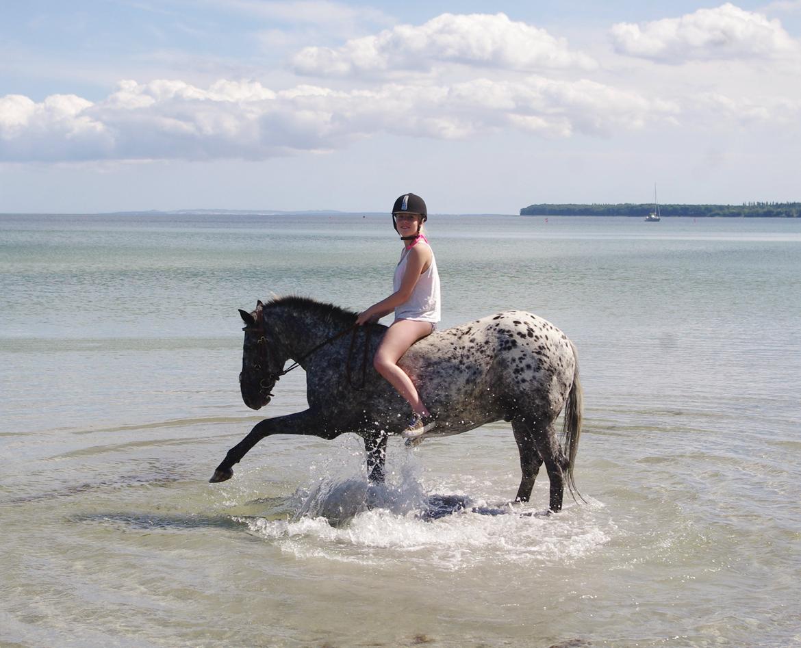 Appaloosa Benno - Feddet med hestene, 2013 billede 7