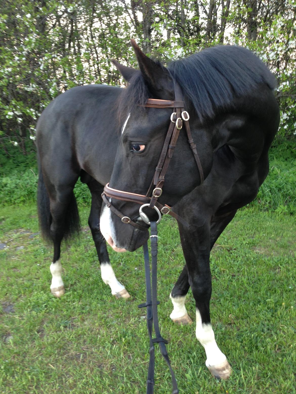 Oldenborg Jorndal´s Baresso billede 7