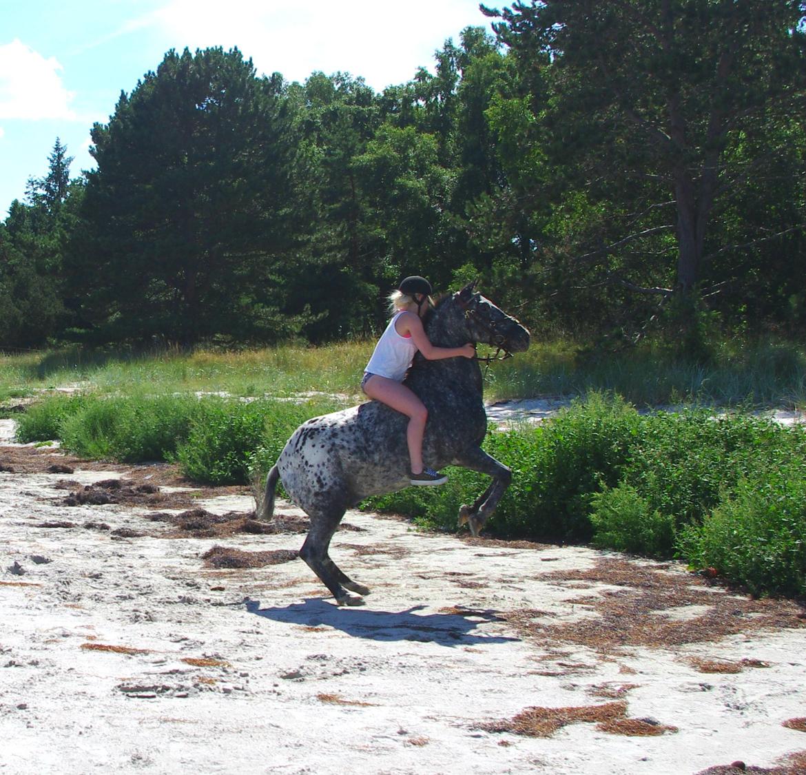 Appaloosa Benno - Feddet med hestene, 2013 billede 1