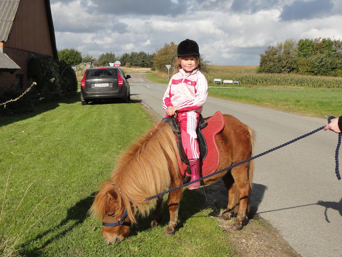 Anden særlig race abbie - så rider Natasja på ham billede 11