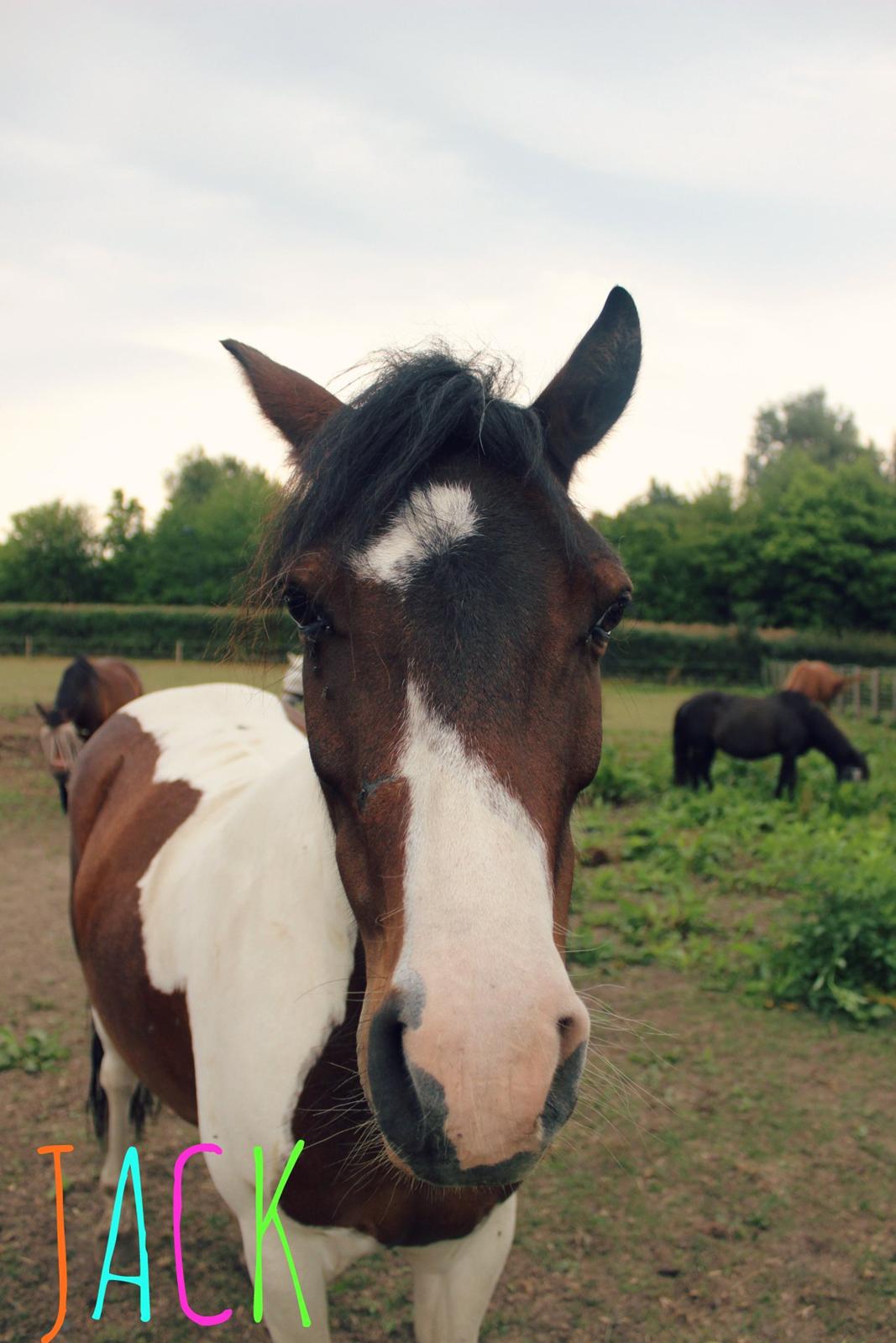 Anden særlig race Jack (savnet) - Mullle billede 7