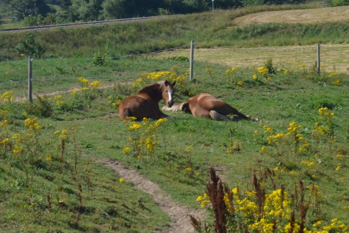 Anden særlig race  Sus R.I.P billede 8