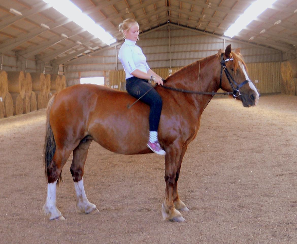 Welsh Cob (sec D) Trenewydd Robina (Robs) billede 17