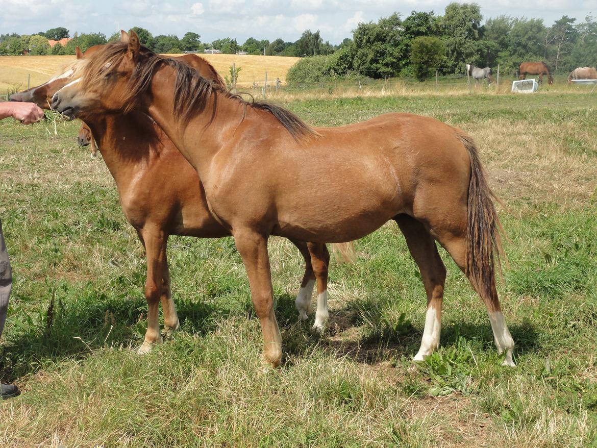 Welsh Pony (sec B) Stendyssens Sacco billede 13